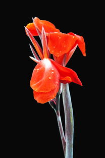 花卉 世界的芬芳語(yǔ)言